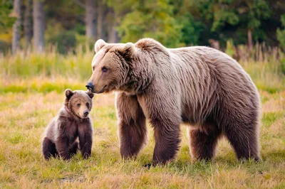 Mother Brown Bear and Cub in Meadow
