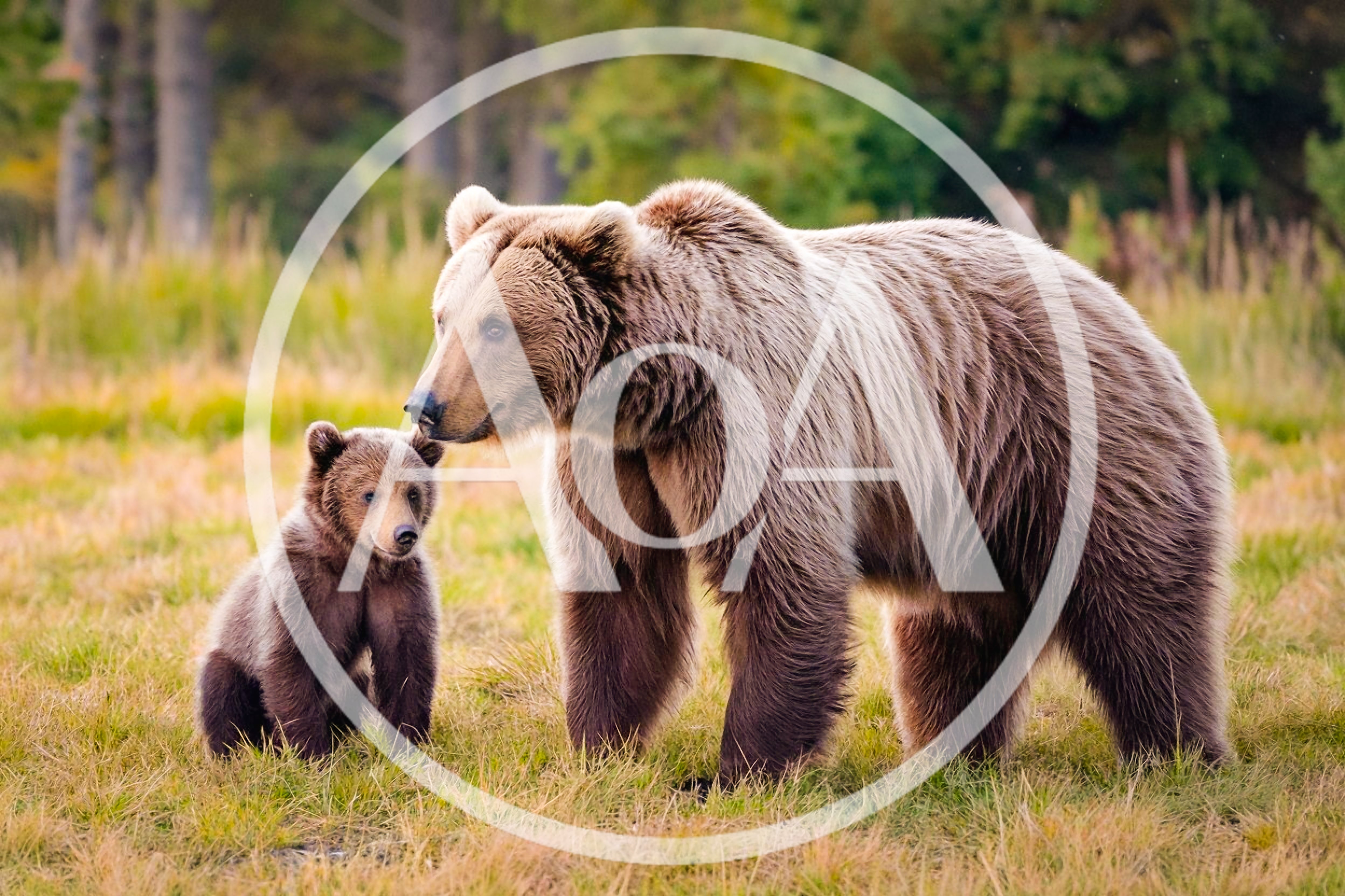 Mother Brown Bear and Cub in Meadow