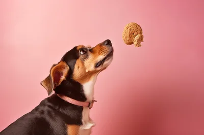 Small Dog Catching A Treat In Midair