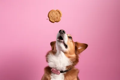 Corgi Dog Trying To Catch A Hanging Cookie