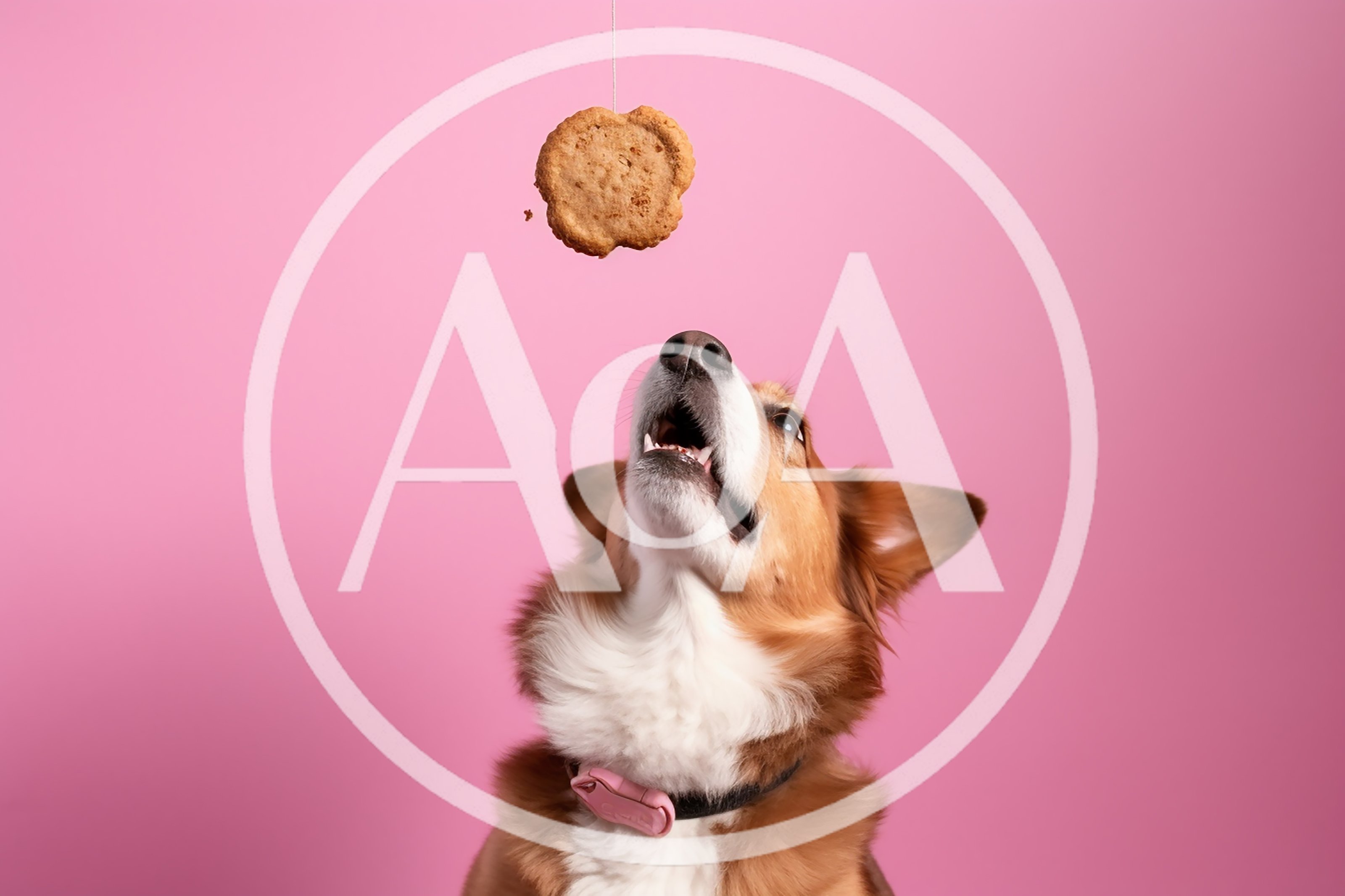 Corgi Dog Trying To Catch A Hanging Cookie