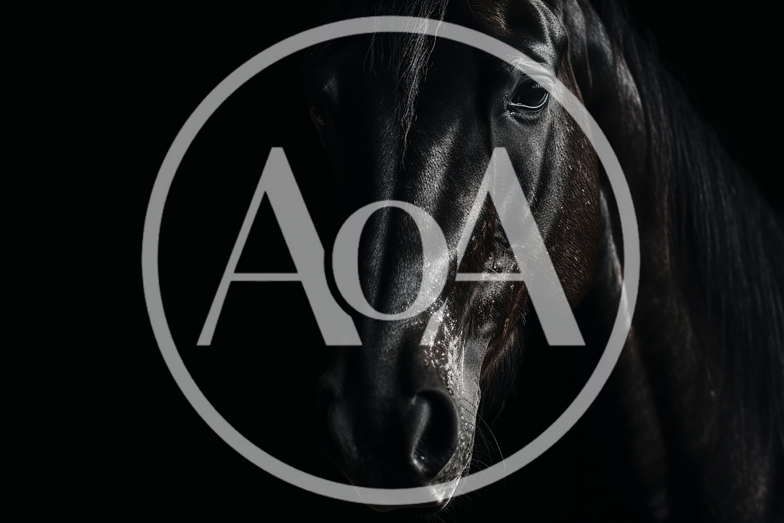 Close Up Portrait Of A Majestic Black Horse