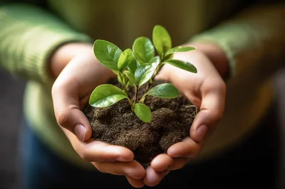 Person Holding A Small Green Plant In Soil