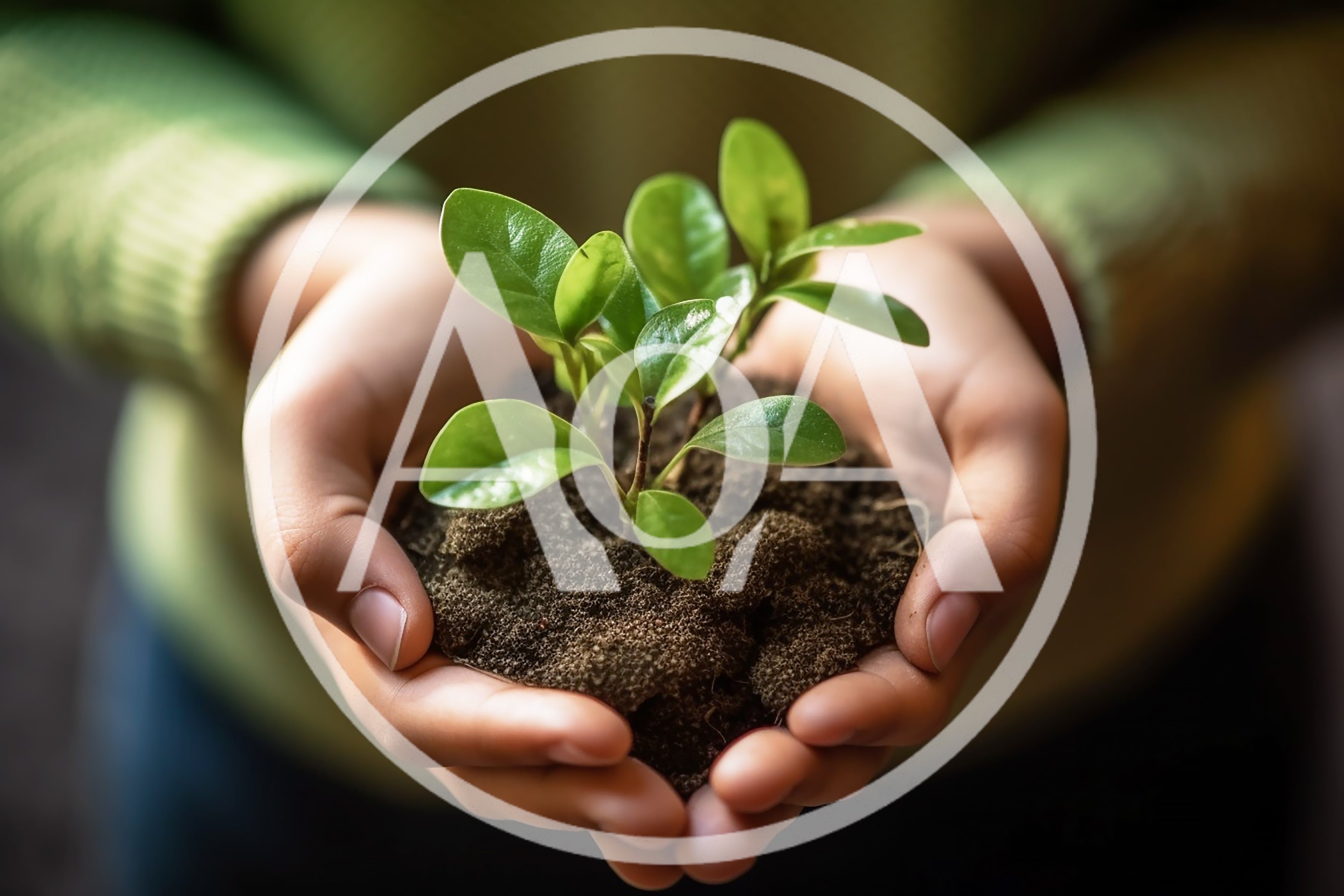 Person Holding A Small Green Plant In Soil