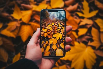 Hand Holding Smartphone Displaying Autumn Forest Leaves