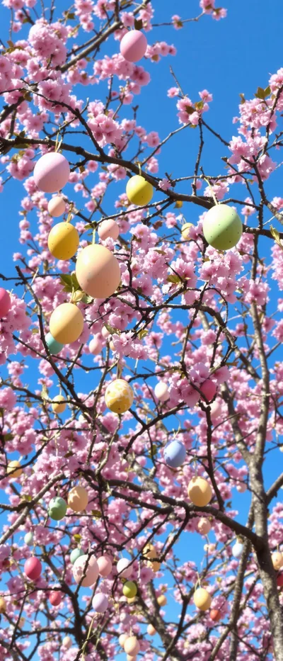 Easter Eggs Hanging From A Blooming Cherry Blossom Tree