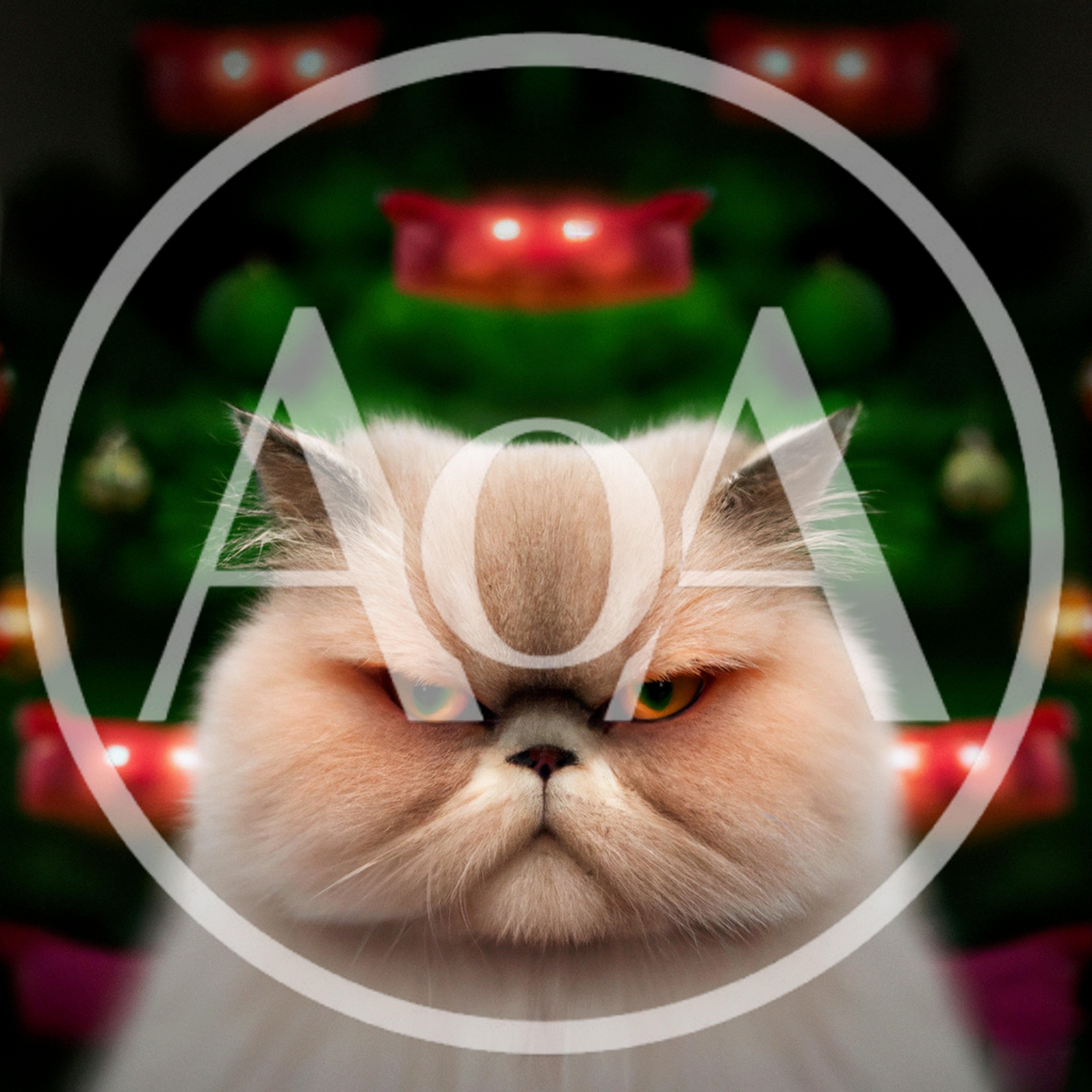 Grumpy Persian Cat In Front Of Christmas Tree