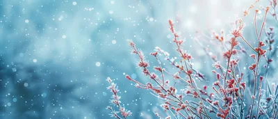 Frost Covered Red Branches In Winter Landscape