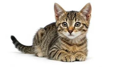 Adorable Tabby Kitten Sitting On White Background