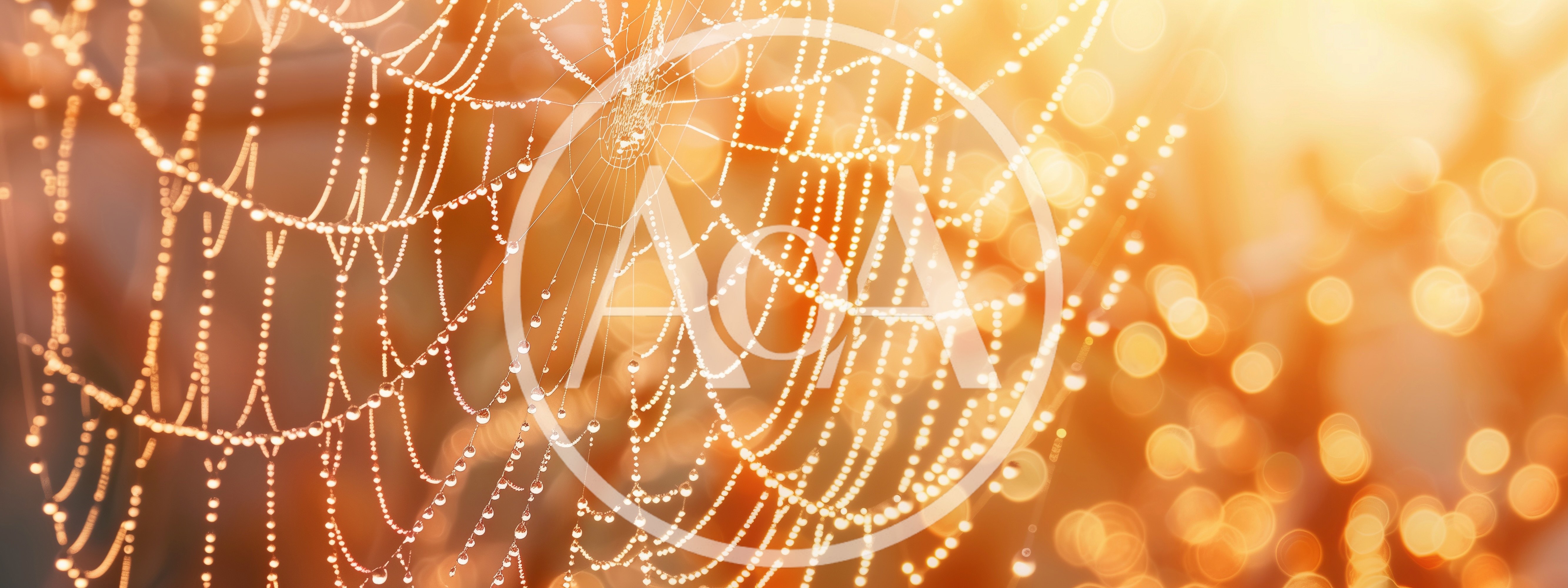Spider Web With Dew Drops At Sunrise