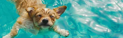 Cute Puppy Swimming In A Bright Blue Pool