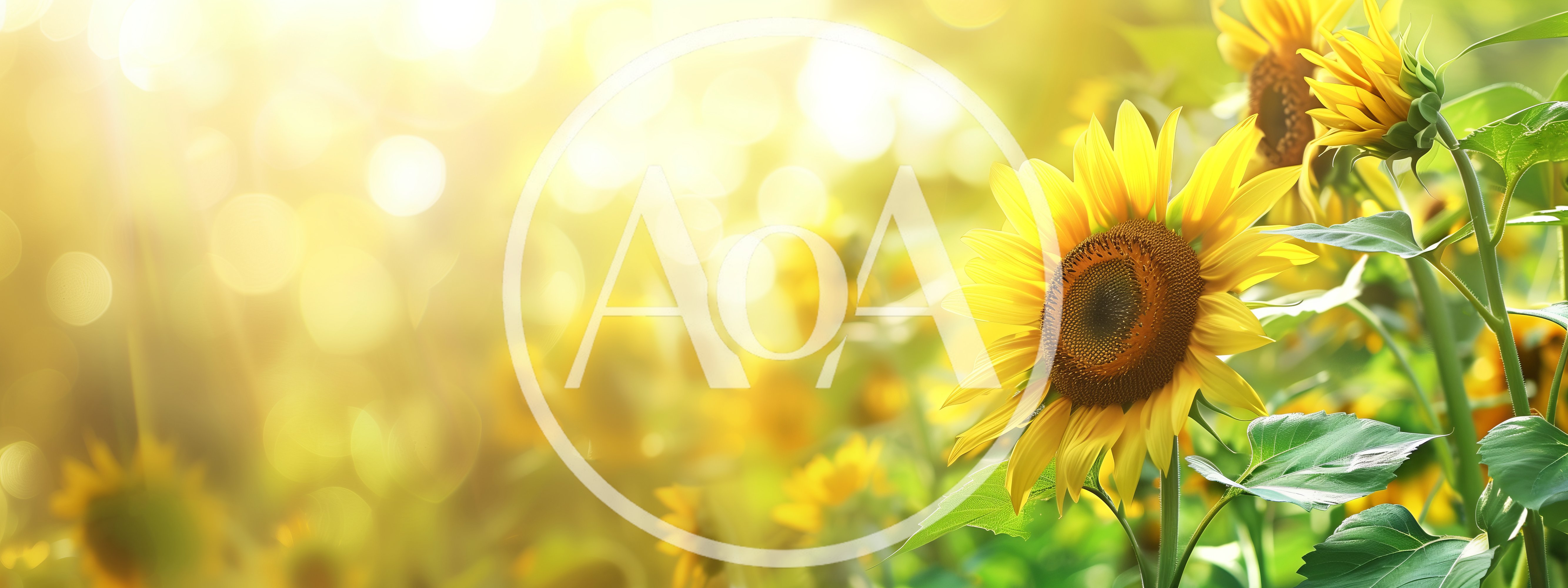 Bright Sunflowers Blooming In A Golden Field