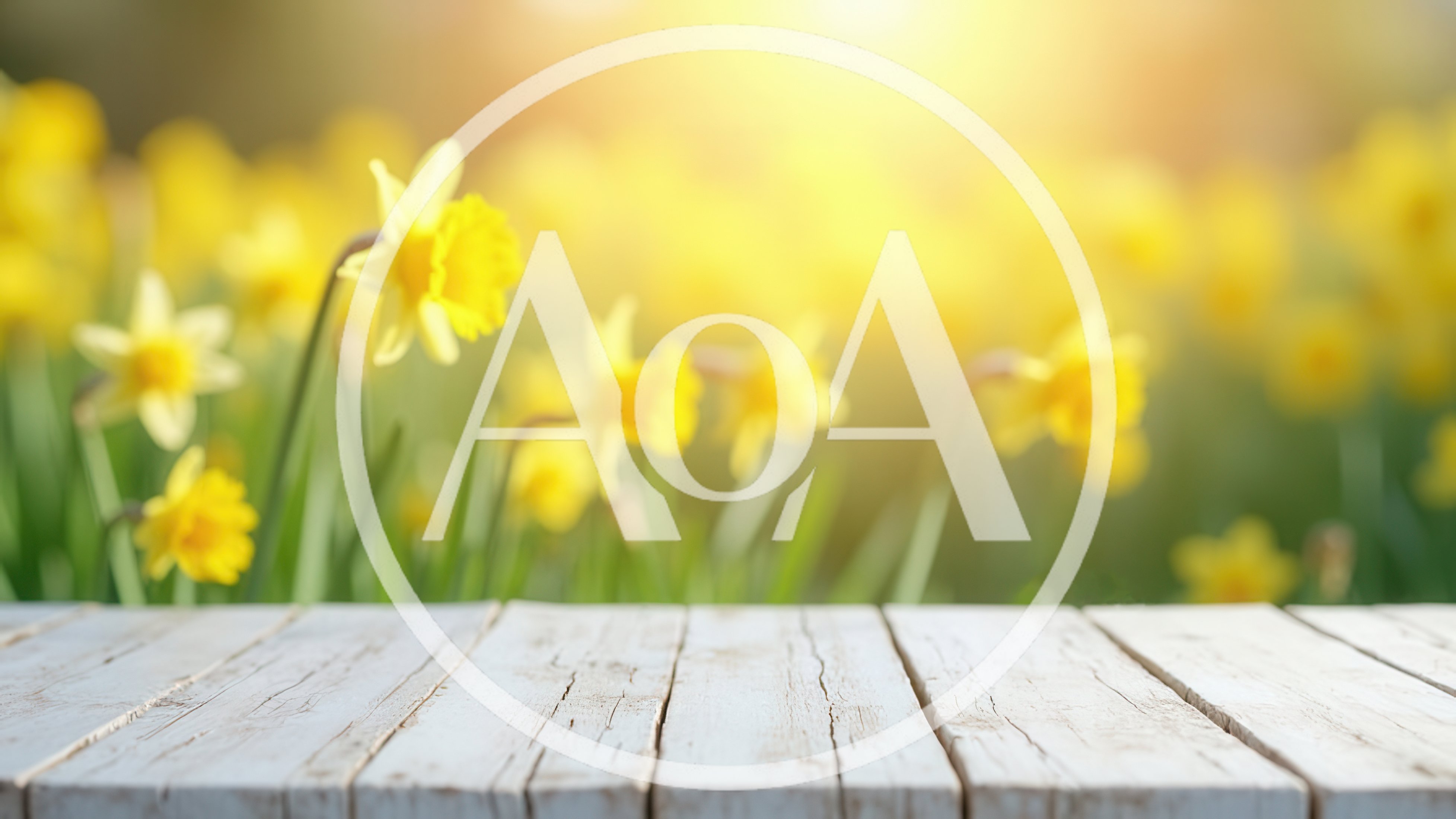White Wooden Table Surface Against Blurred Daffodil Field