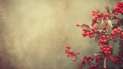 Festive Holly Berries On A Soft Blurred Background