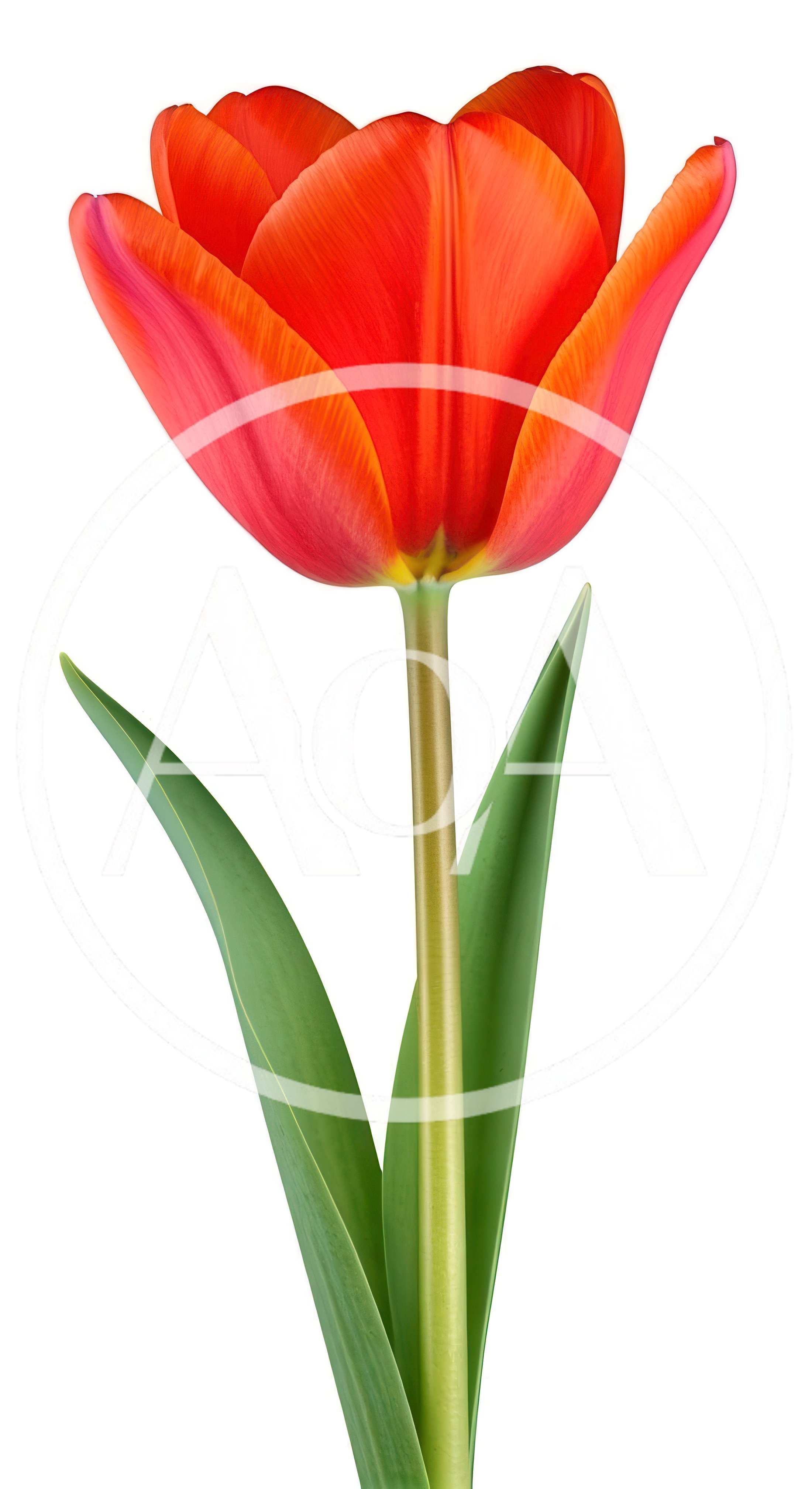 Single Vibrant Red Tulip Flower Isolated On White
