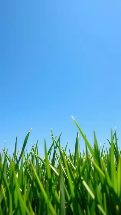 Low Angle View Of Green Grass Against Blue Sky