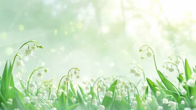 Lily Of The Valley Flowers In Spring Sunlight