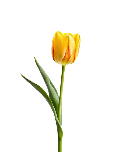 Single Yellow Tulip Flower Isolated On White Background