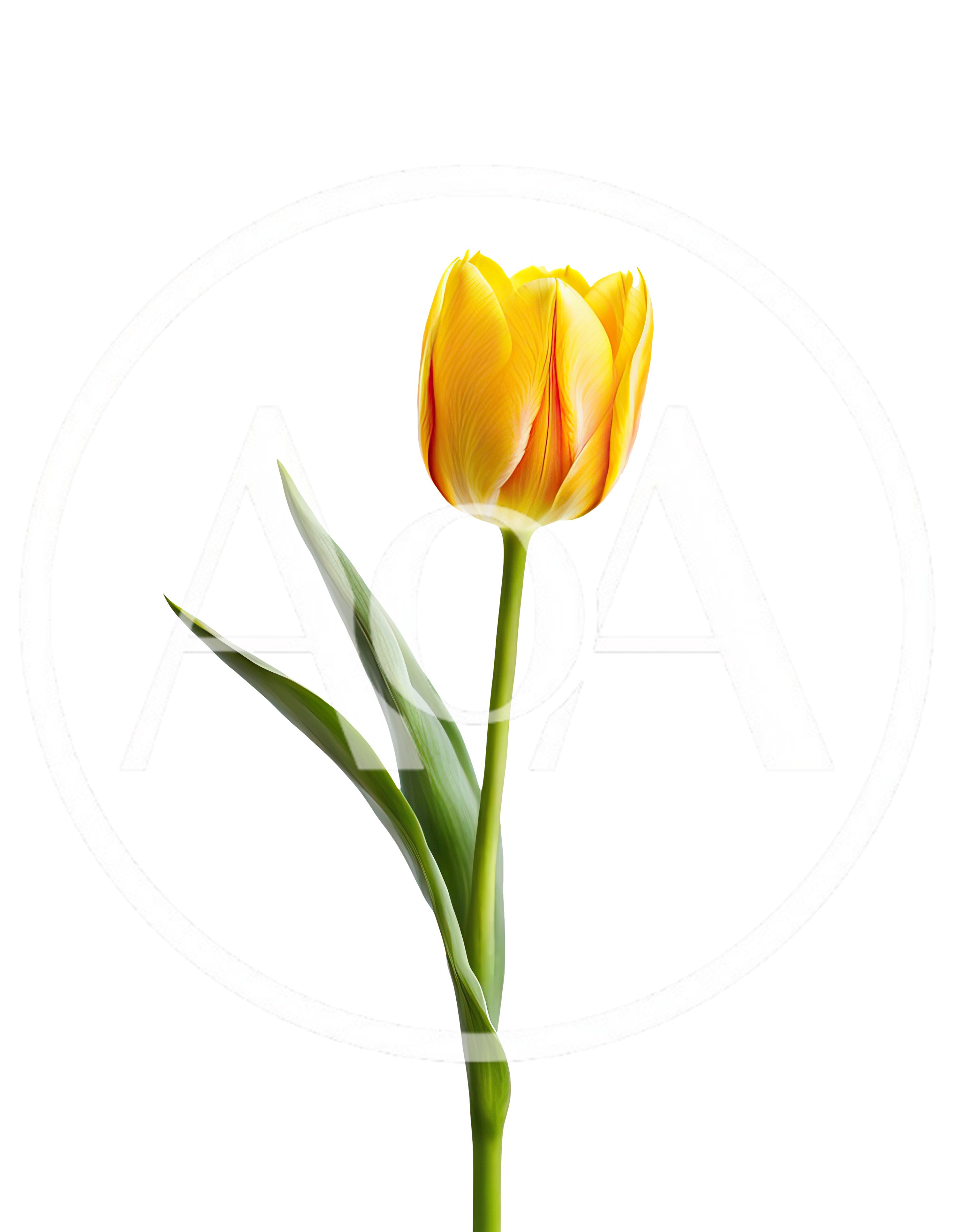 Single Yellow Tulip Flower Isolated On White Background