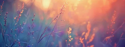 Golden Hour Sunlight Shining Through Wild Grass Stalks