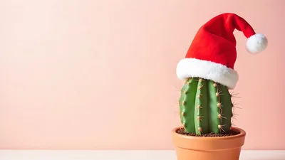 Cactus Wearing A Santa Hat In A Pot