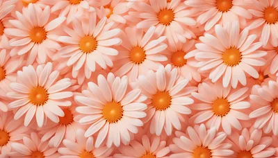 Top View Of Pale Peach Daisy Flowers