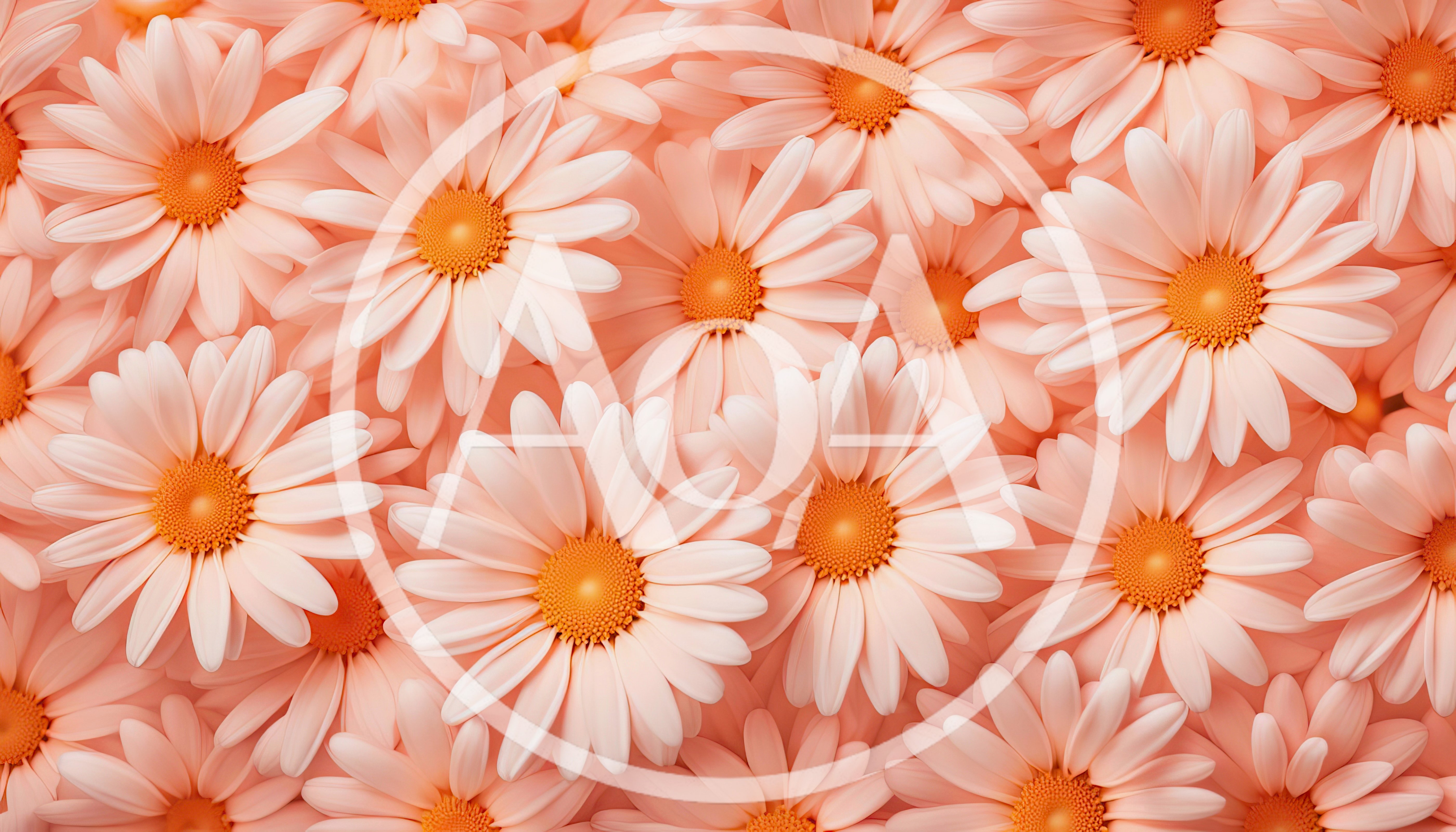 Top View Of Pale Peach Daisy Flowers