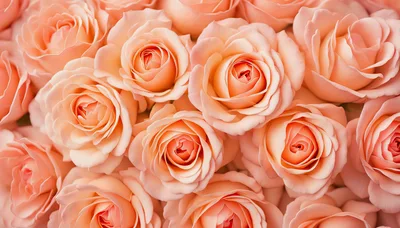 Close Up Of Beautiful Peach Colored Roses