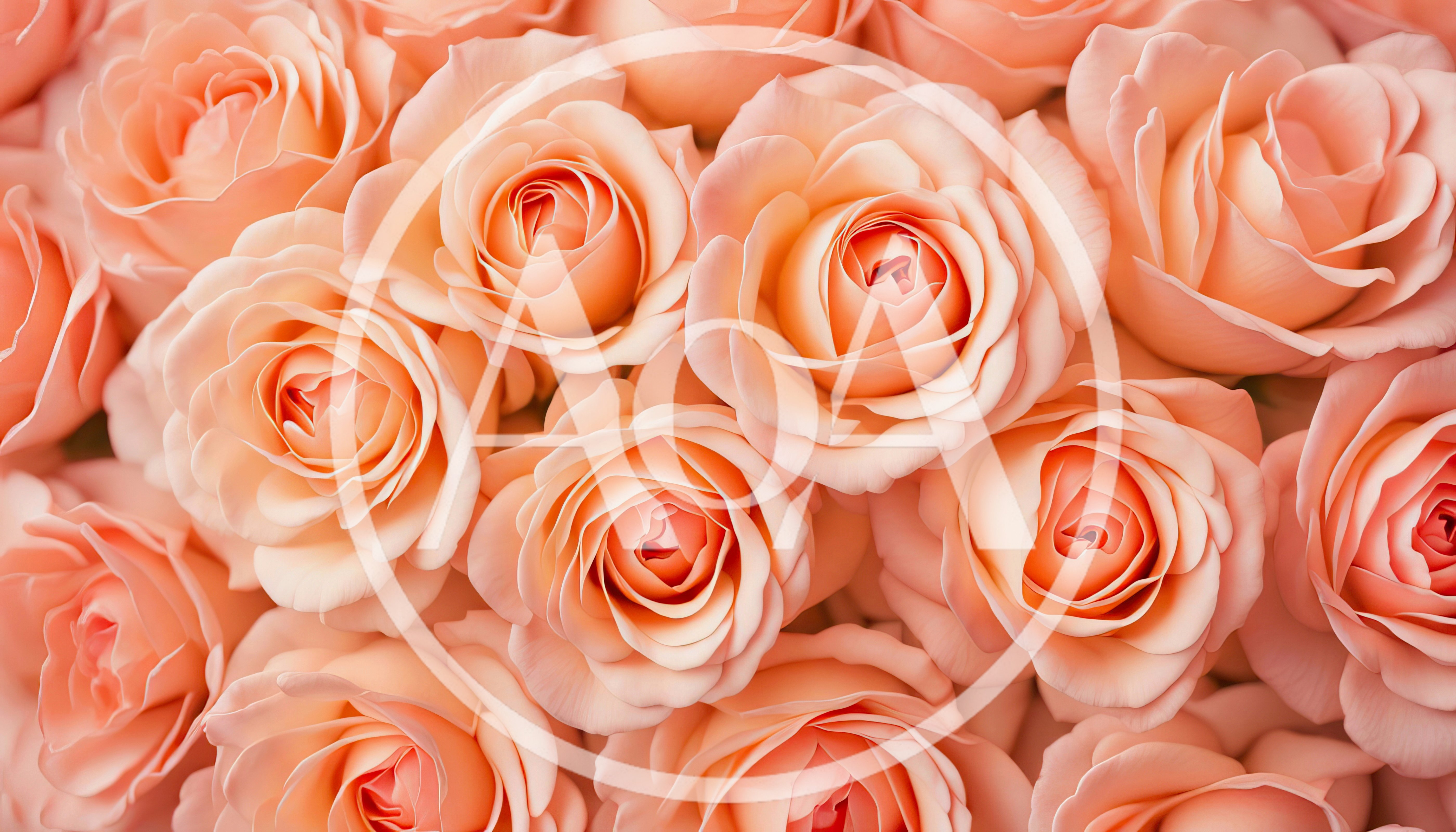 Close Up Of Beautiful Peach Colored Roses