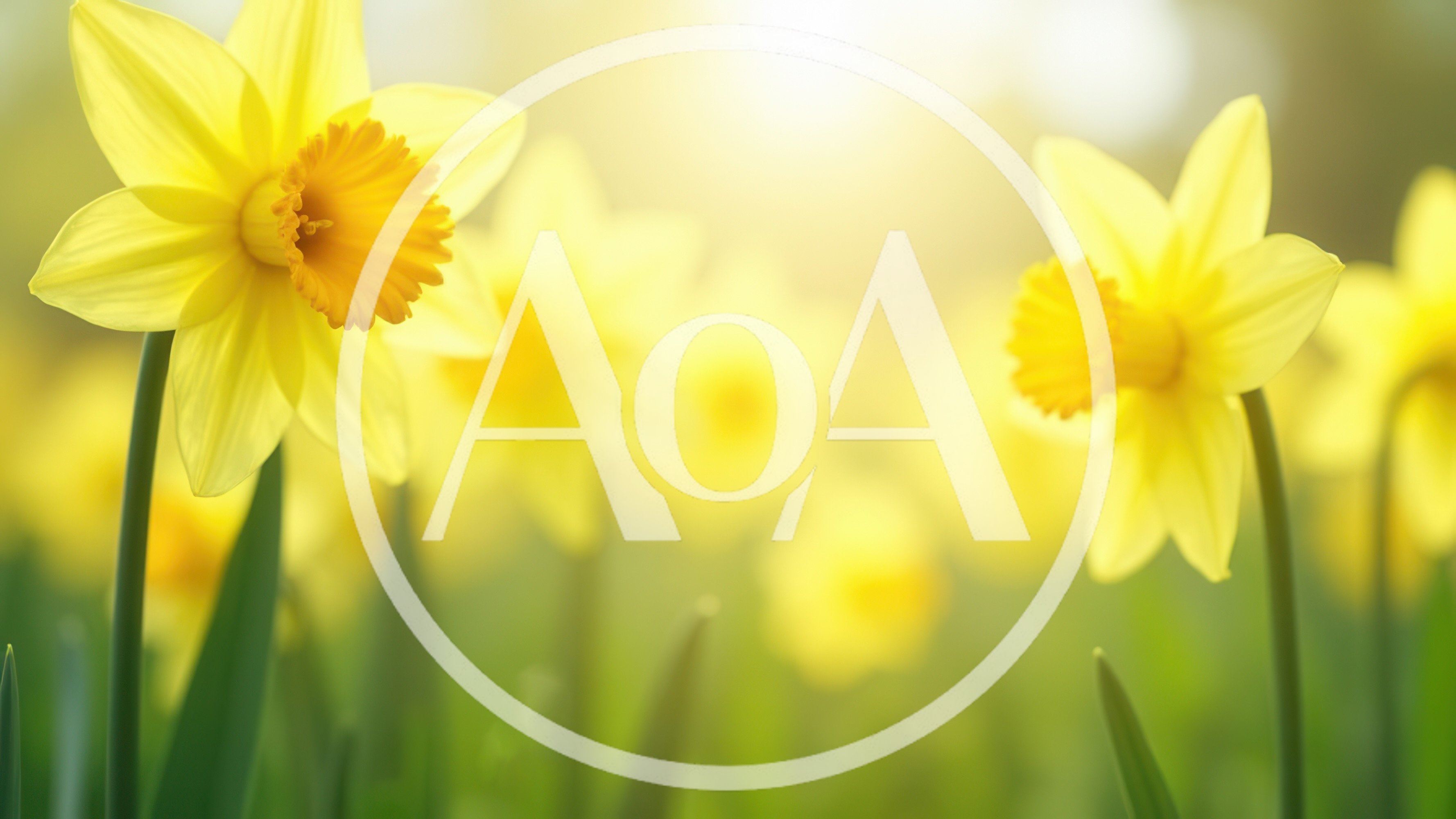Bright Yellow Daffodils Blooming In A Sunny Spring Garden