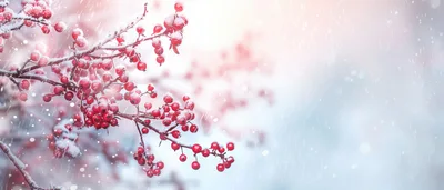 Snow Covered Red Berries on Winter Branches