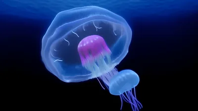 Two Bioluminescent Jellyfish Swimming In Deep Ocean Waters