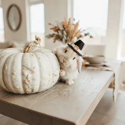 Cute Bunny Wearing Pilgrim Hat Beside White Pumpkin