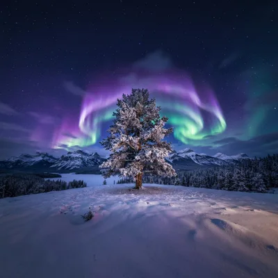 Lone Snowy Pine Tree Under Vibrant Aurora Borealis