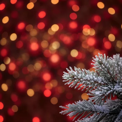 Frosted Pine Branch Against Blurred Christmas Lights