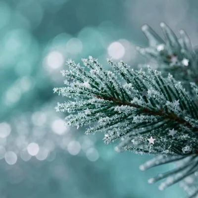 Frosted Pine Branch With Decorative Silver Stars