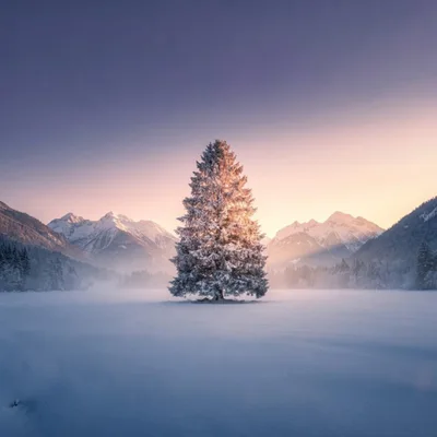 Solitary Snow Covered Pine Tree In Mountain Landscape