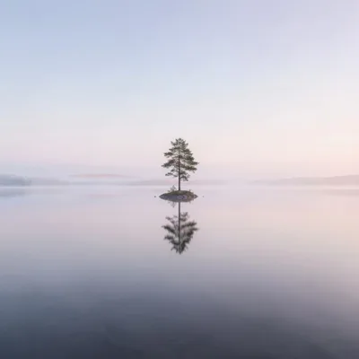 Lone Pine Tree On A Small Island In Foggy Lake