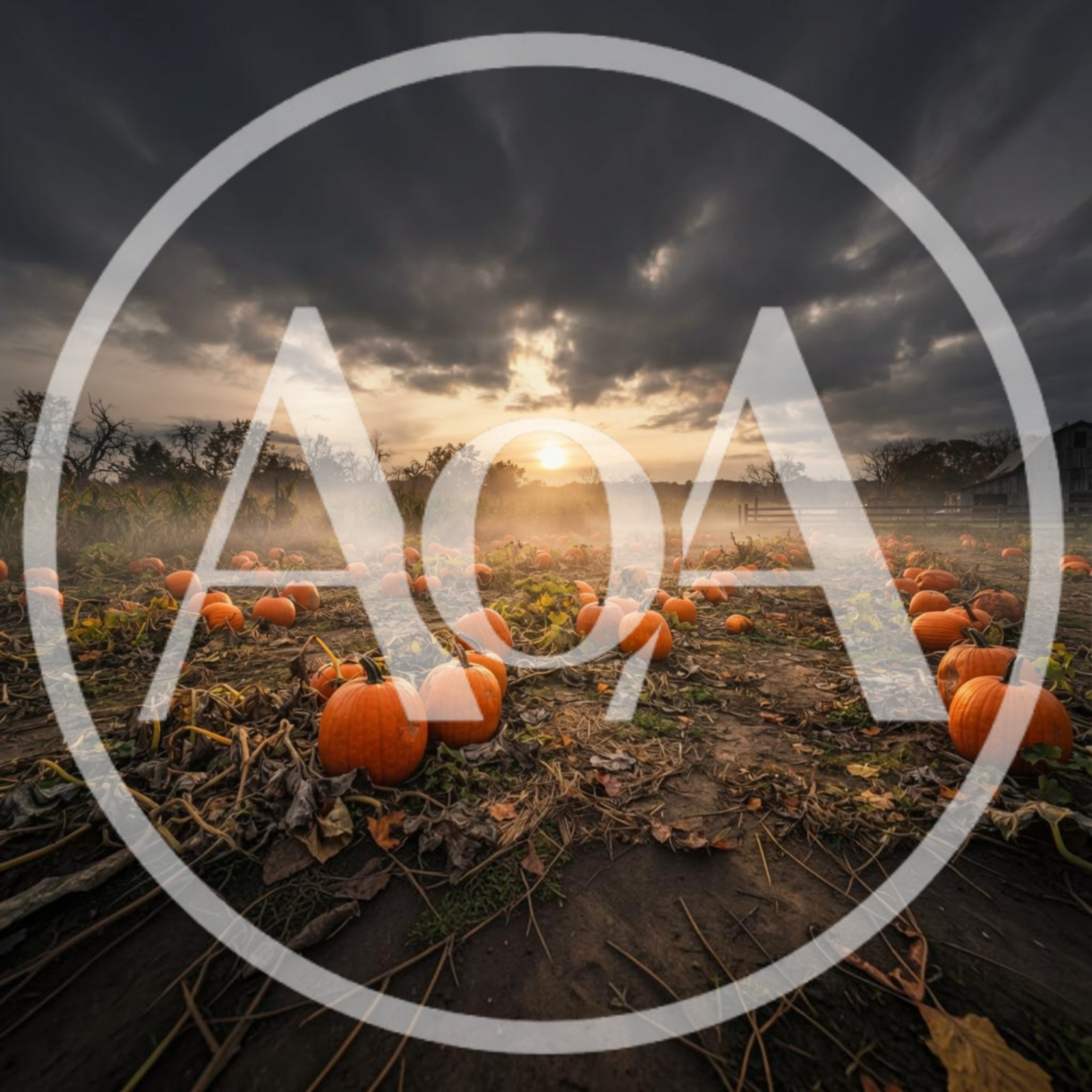 Pumpkins In A Misty Farm Field At Sunset