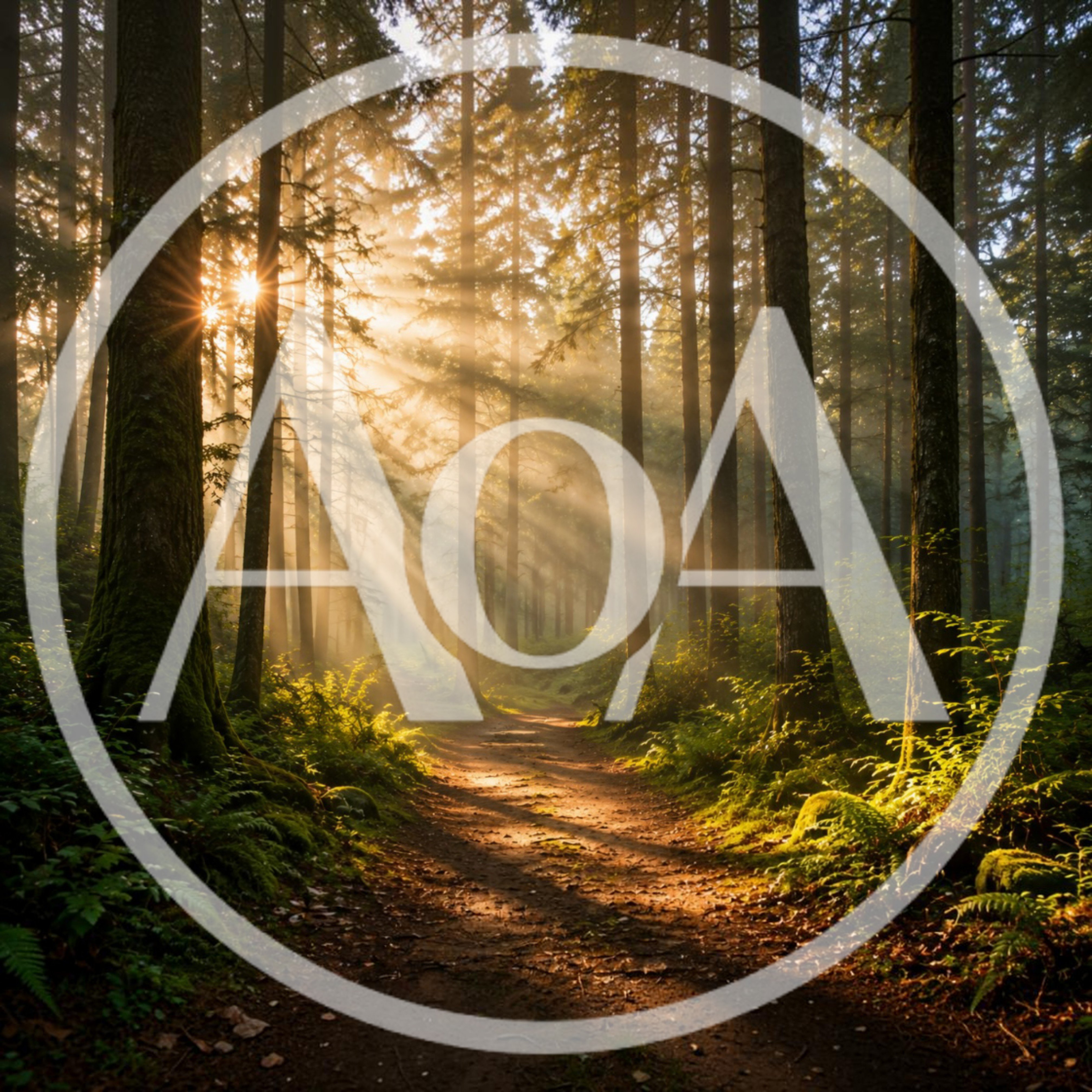 Sunlight Beams Through Misty Forest Path