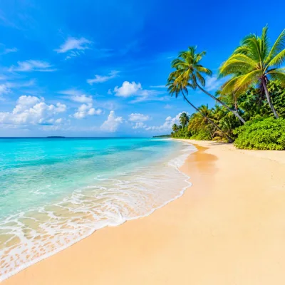 Tropical Beach With Palm Trees And Turquoise Water
