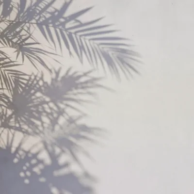 Palm Leaf Shadow On White Wall