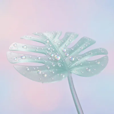 Iridescent Monstera Leaf With Dew Drops