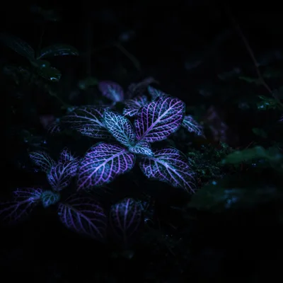 Vibrant Purple Veined Fittonia Plant In Dark Forest