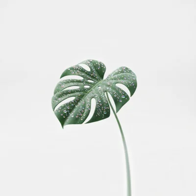 Monstera Leaf With Iridescent Water Droplets