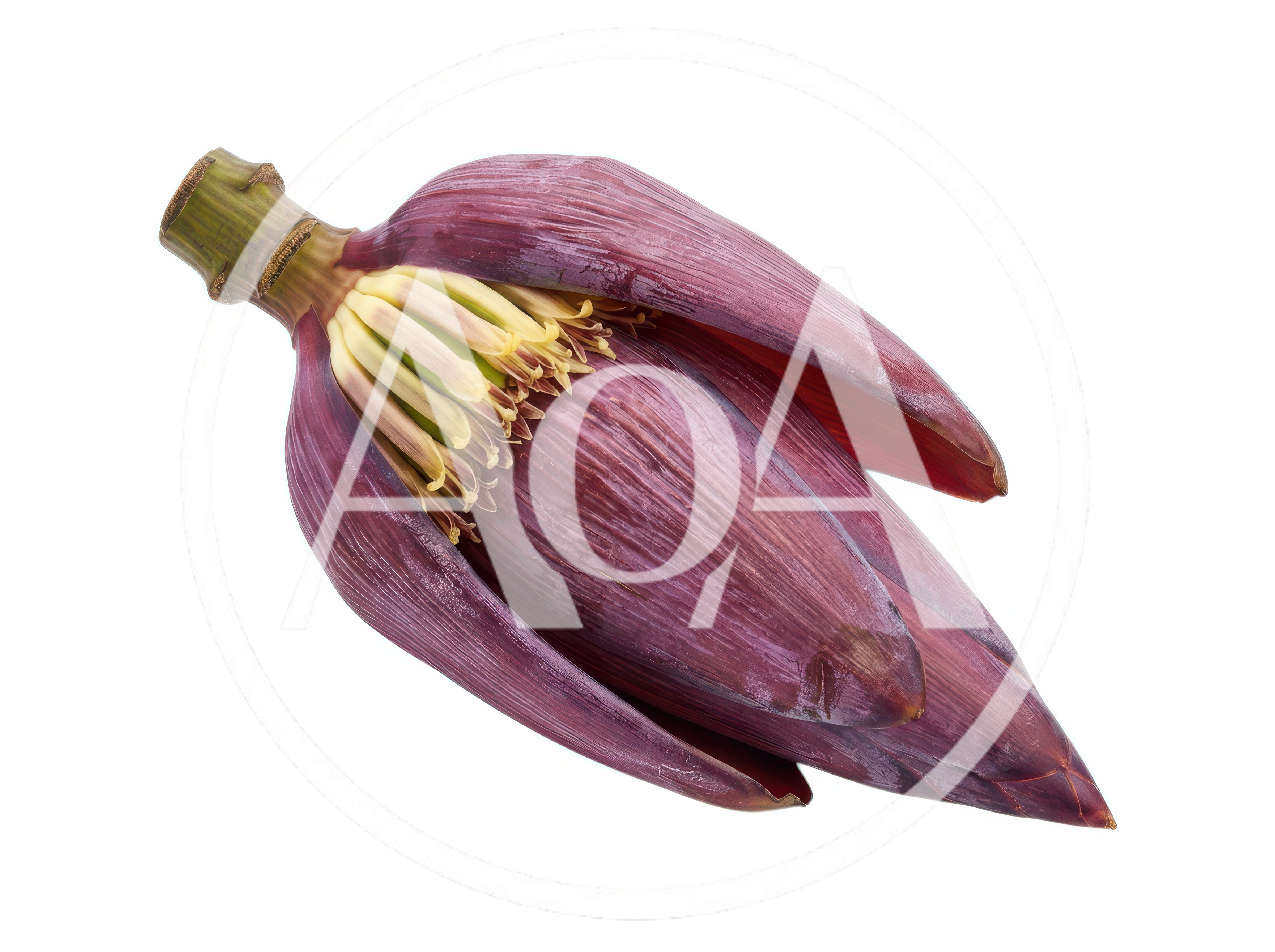 Fresh Banana Blossom Isolated On White Background
