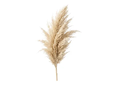Dried Pampas Grass Stem Isolated On White Background