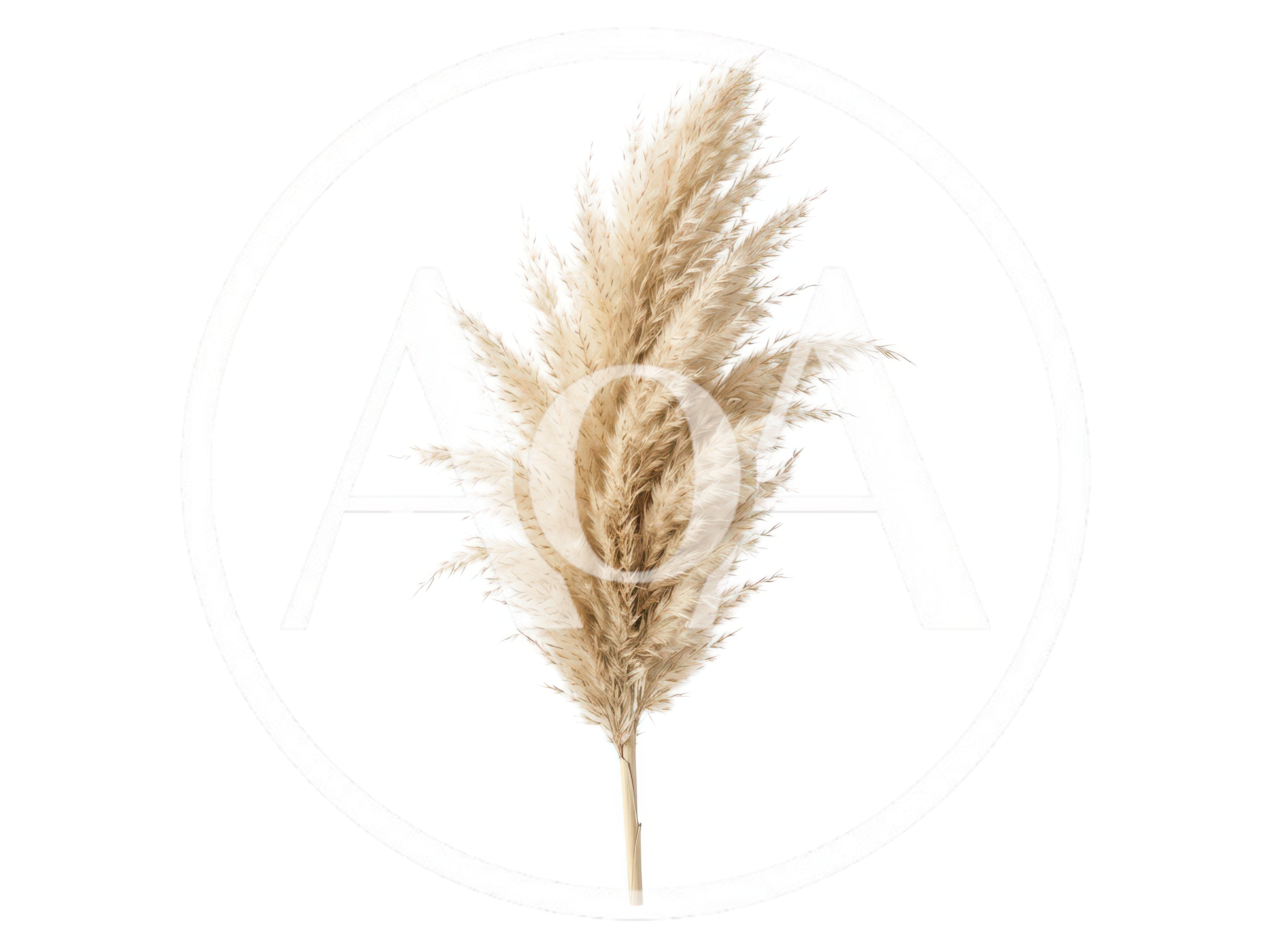Dried Pampas Grass Stem Isolated On White Background