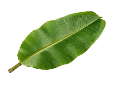 Single Fresh Green Banana Leaf Isolated On White