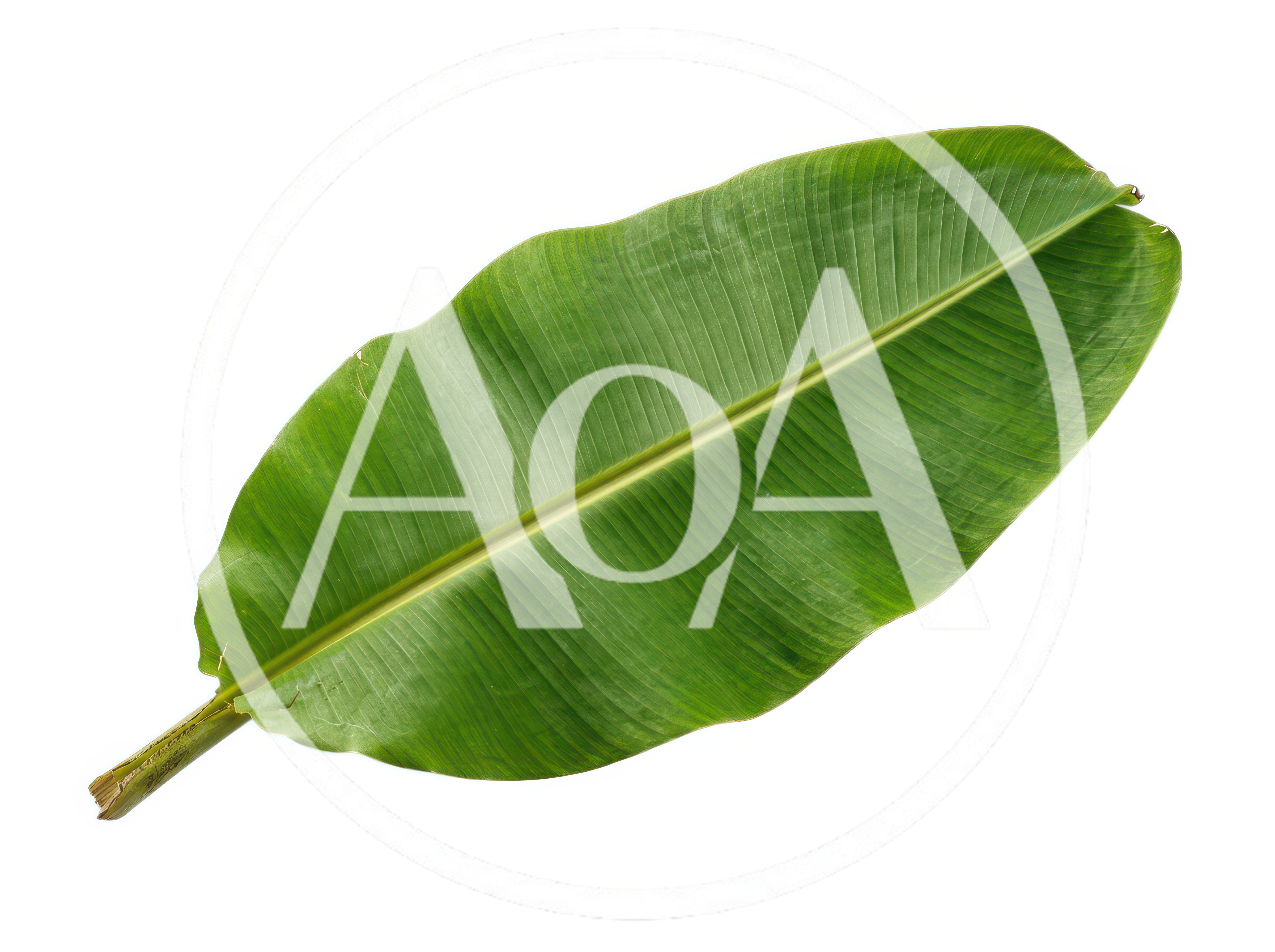 Single Fresh Green Banana Leaf Isolated On White